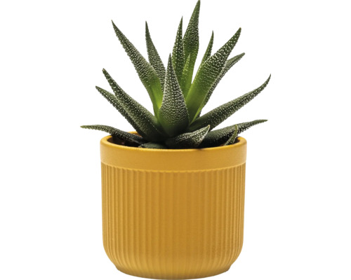 Zebra haworthia in een bloempot