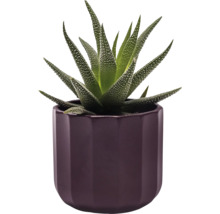 Zebra haworthia in een pot