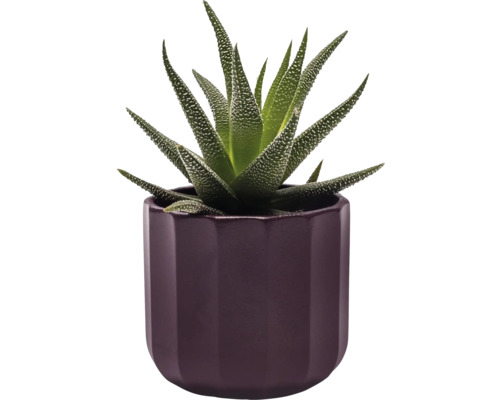 Zebra haworthia in een pot