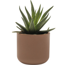 Haworthia kamerplant in een pot