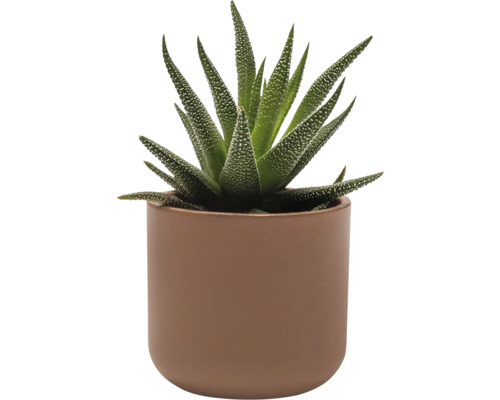 Haworthia kamerplant in een pot