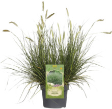 Pennisetum Alopecuroides in pot