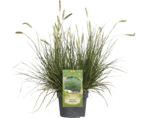 Pennisetum Alopecuroides in pot