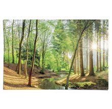 Foto van een bosbeek met bomen in helder daglicht