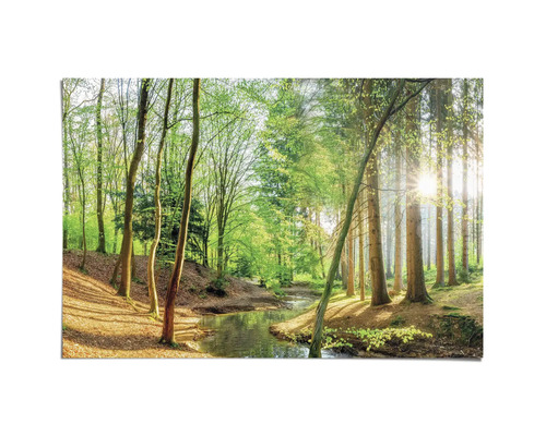 Foto van een bosbeek met bomen in helder daglicht