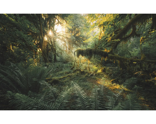 Licht bos met varens en met mos begroeide bomen