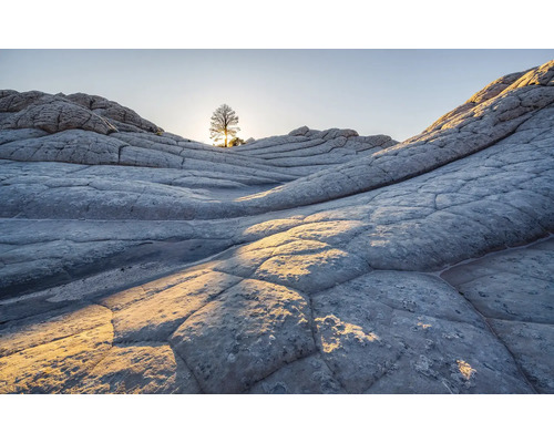 KOMAR Fotobehang vlies PSH104-VD4 Pure 2 Elephant Skin 400x250 cm Landschap met boom en rotsen