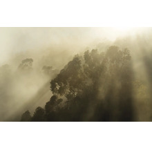 Nevelig landschap met bomen