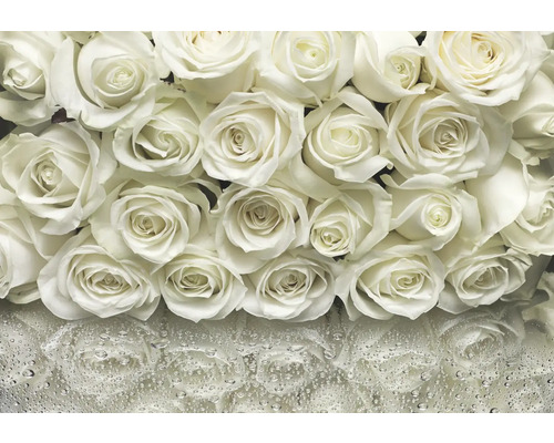 KOMAR Fotobehang papier 8-314 Colours Imagine Edition 5 A la Rose 368x254 cm Close-up van witte rozenbloemen