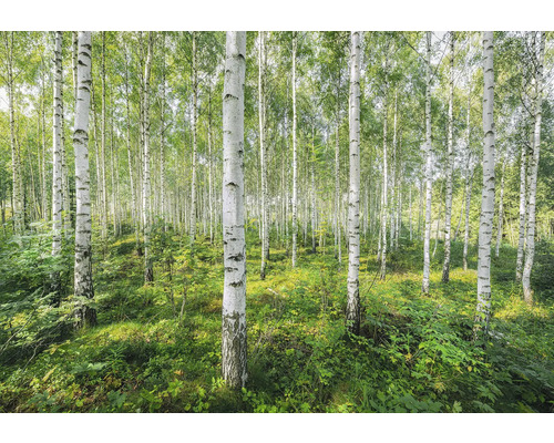 Birkenbos met groene vegetatie
