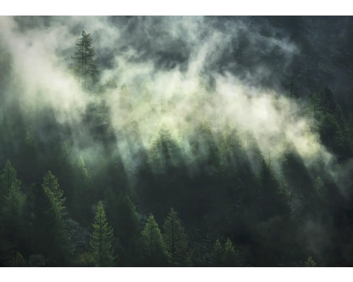 Mist hangt boven een bos met naaldbomen.