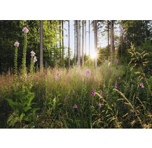 Bosscène met bloeiende vingerhoeden en hoog oprijzende bomen in zonlicht