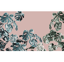 Monstera bladeren voor een effen achtergrond.