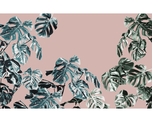 Monstera bladeren voor een effen achtergrond.