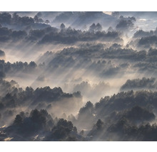 Uitzicht op een bos in de mist met invallend zonlicht