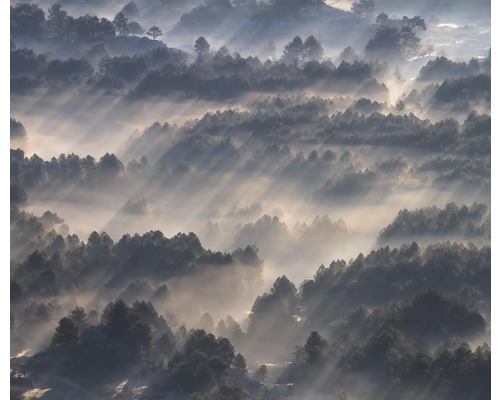Uitzicht op een bos in de mist met invallend zonlicht