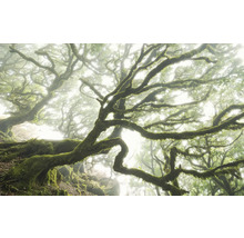 Mistig bos met met mos bedekte bomen