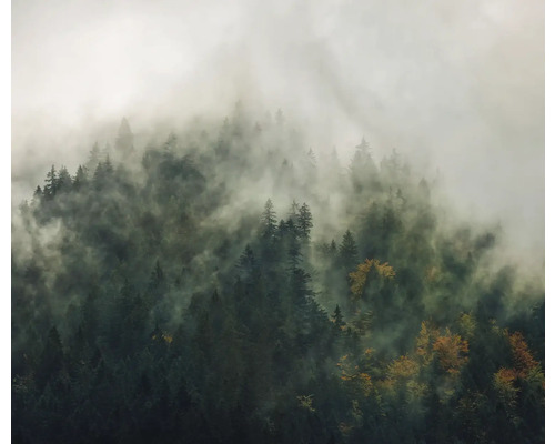 Uitzicht op een beboste berghelling in de mist