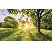 Licht gazon met bomen en zonneschijn