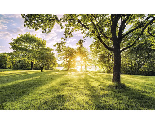 Licht gazon met bomen en zonneschijn
