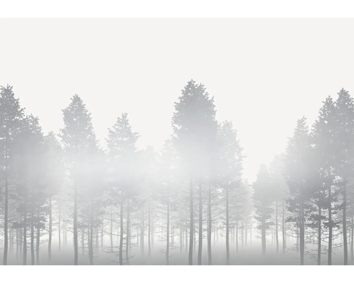 Bos bedekt met mist