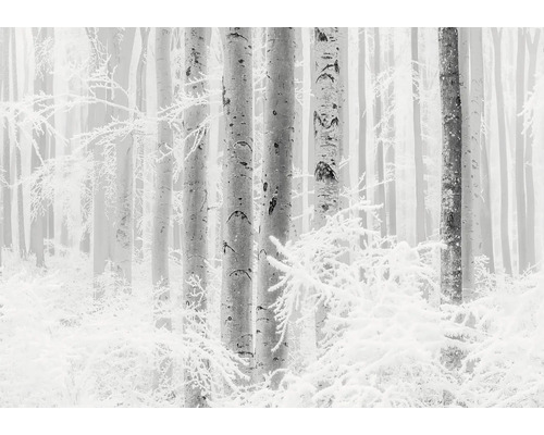 Winterlandschap met bomen en sneeuw