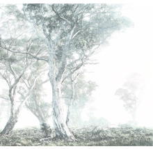 Mistig bos met bomen