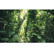 Dichte jungle met weelderige vegetatie en zonlicht