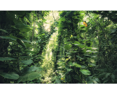 KOMAR Fotobehang vlies SHX9-114 Wanderlust - Stefan Hefele Green Leaves 450x280 cm Dichte jungle met weelderige vegetatie en zonlicht