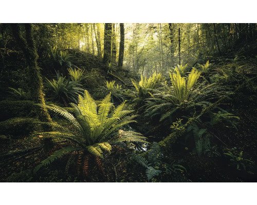 KOMAR Fotobehang vlies SHX9-110 Wanderlust - Stefan Hefele Fjordland Woods 450x280 cm Scène van een bos met varens en bomen