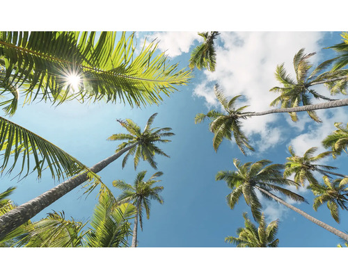 KOMAR Fotobehang vlies SHX9-107 Wanderlust - Stefan Hefele Coconut Heaven II 450x280 cm Kijk omhoog naar palmbomen tegen een blauwe hemel