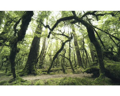 KOMAR Fotobehang vlies SHX9-104 Wanderlust - Stefan Hefele Ancient Green 450x280 cm Boslandschap met met mos bedekte bomen en natuurlijke ondergrond