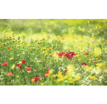 Bloemenweide met gele en rode bloemen