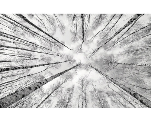 KOMAR Fotobehang vlies SHX9-093 Wanderlust - Stefan Hefele White-Blue 450x280 cm Uitzicht in een berkenbos in de winter