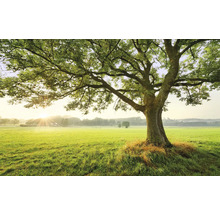 Boom op een groene weide