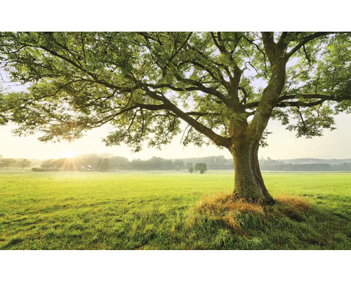 KOMAR Fotobehang vlies SHX9-086 Wanderlust - Stefan Hefele The Magic Tree 450x280 cm Boom op een groene weide