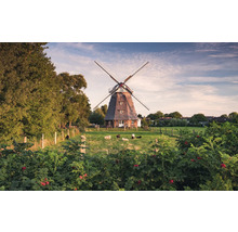 Windmolen in landelijke omgeving met schapen in de wei