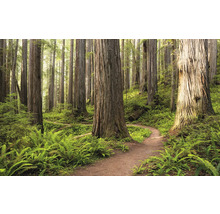 Bosscène met pad, varens en hoge bomen