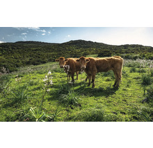 Twee koeien in een groene weide voor een beboste heuvel