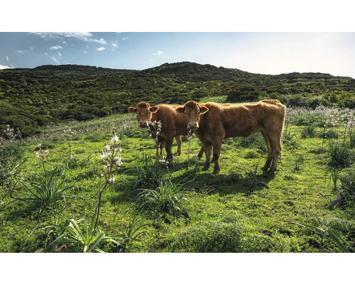 KOMAR Fotobehang vlies SHX9-051 Wanderlust - Stefan Hefele Cow Paradise 450x280 cm Twee koeien in een groene weide voor een beboste heuvel