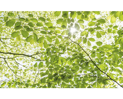 KOMAR Fotobehang vlies SHX9-045 Wanderlust - Stefan Hefele In The Spring Forest 450x280 cm Doorkijk door boomkruin met bladeren naar zonlicht