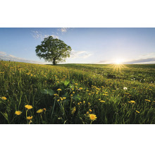 Landschap met boom op een veld vol paardenbloemen bij zonsopgang