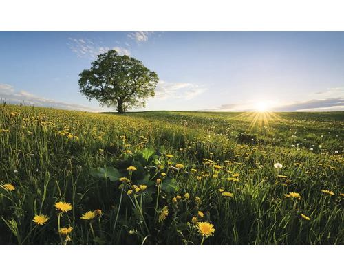 KOMAR Fotobehang vlies SHX9-034 Wanderlust - Stefan Hefele Spring in the country 450x280 cm Landschap met boom op een veld vol paardenbloemen bij zonsopgang