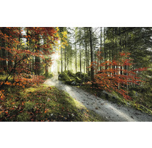 Bosweg in de herfst met bomen en bladeren
