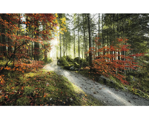 KOMAR Fotobehang vlies SHX9-031 Wanderlust - Stefan Hefele Tongues of fire 450x280 cm Bosweg in de herfst met bomen en bladeren