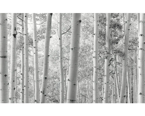 KOMAR Fotobehang vlies SHX9-030 Wanderlust - Stefan Hefele Aspenwoods 450x280 cm Fotobehang met berkenbosmotief
