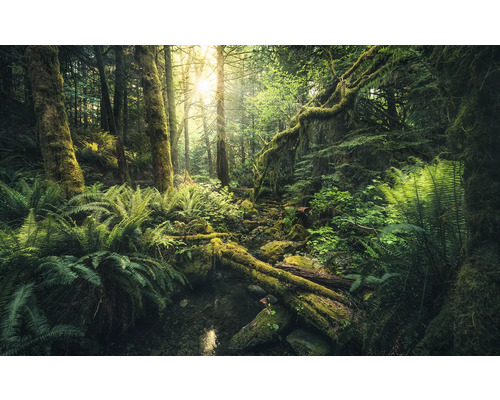 KOMAR Fotobehang vlies SHX9-028 Wanderlust - Stefan Hefele Elves Cathedral 450x280 cm Scene van een dicht bos met varens en met mos bedekte boomstammen