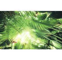 Uitzicht op palmbladeren in een tuin