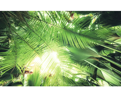 KOMAR Fotobehang vlies SHX9-025 Wanderlust - Stefan Hefele Jungleroof 450x280 cm Uitzicht op palmbladeren in een tuin