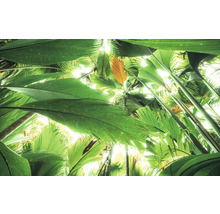 Dichte vegetatie met grote bladeren